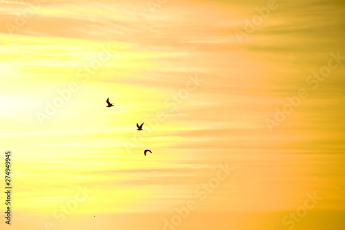 Birds flying, sunrise in the background