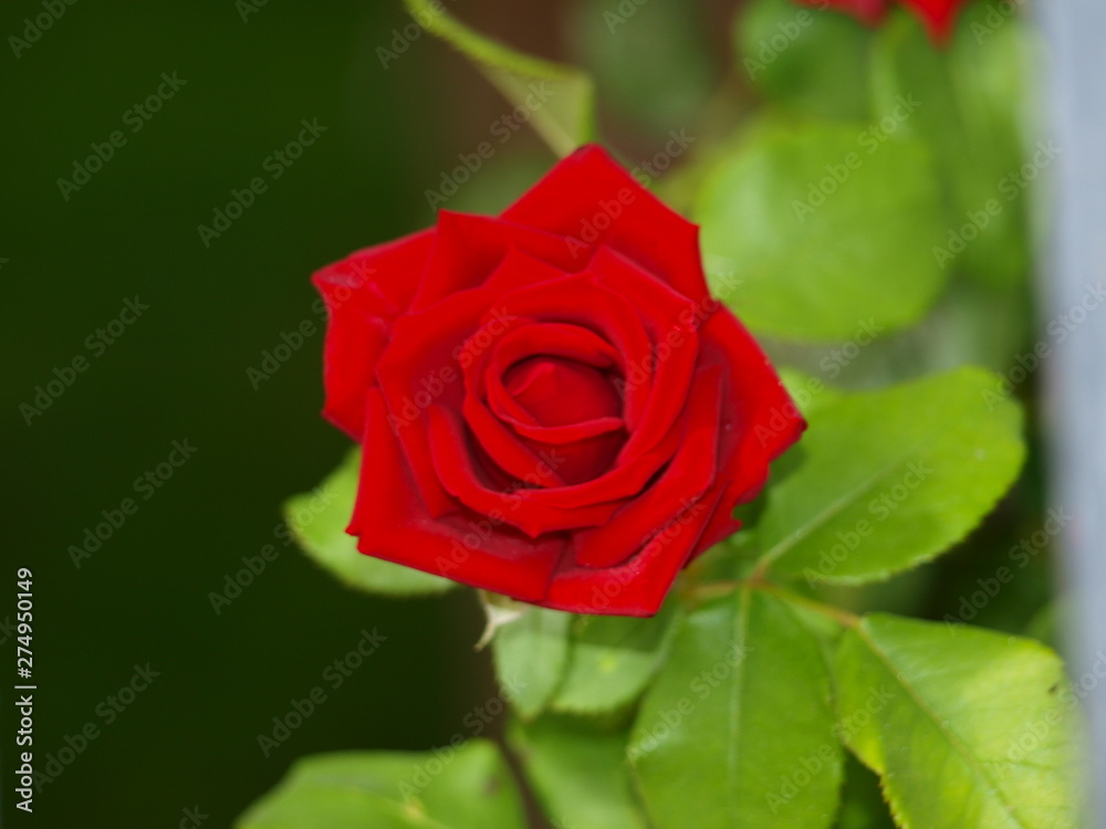 preciosa roja rosa preciosa roja rosa
