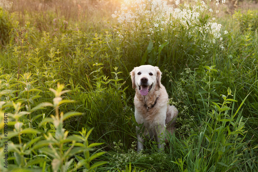 Happy smiling golden retriever puppy dog in white flowers meadow in sunny summer morning. Pets care and happiness concept. Copy space background. Happy smiling golden retriever puppy dog in white flowers meadow in sunny summer morning. Pets care and happiness concept. Copy space background.