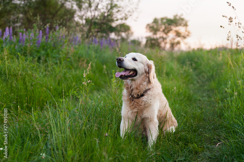 Happy smiling golden retriever puppy dog in the purple lupine flowers meadow in sunny summer evening. Pets care and happiness concept. Copy space background.