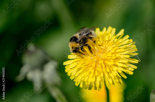 Insect on a dandelion