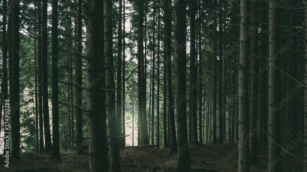Dark Tree Forest