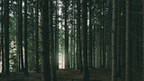 pine tree forest, dark woods natural landscape