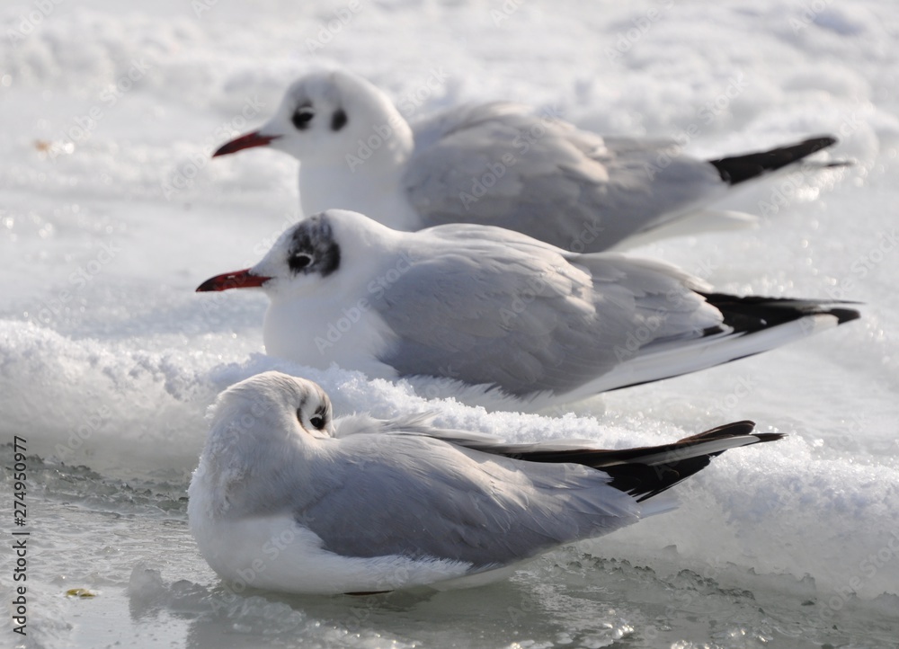 Three frozen seagulls are sitting on the frozen and snowy water of the Black Sea in the cold. Three frozen seagulls are sitting on the frozen and snowy water of the Black Sea in the cold.