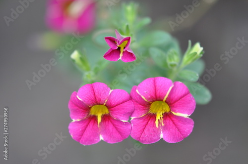 Pink with yellow stripe amunoi petunia flowers. Two big and one small. Close-up.