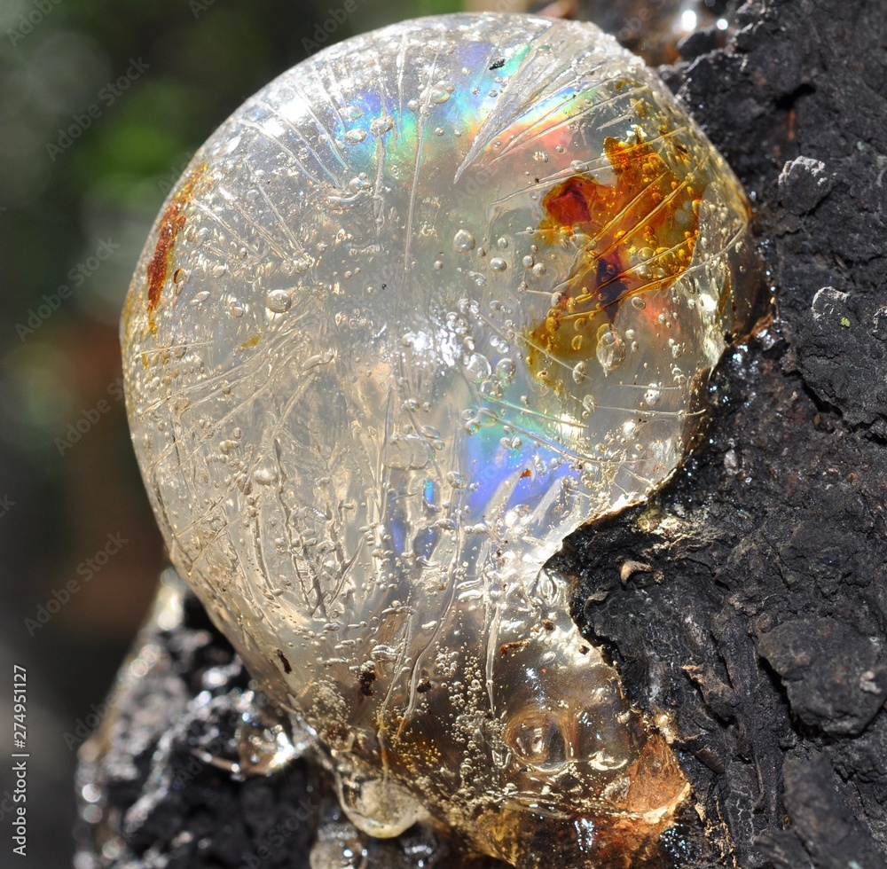 Gum, glue, hardened resin, sap from the bark on the trunk of a tree. Resin  - ingot in the form of a snail, shell, ammonite. Rainbow. Natural  abstraction. Stock Photo | Adobe Stock