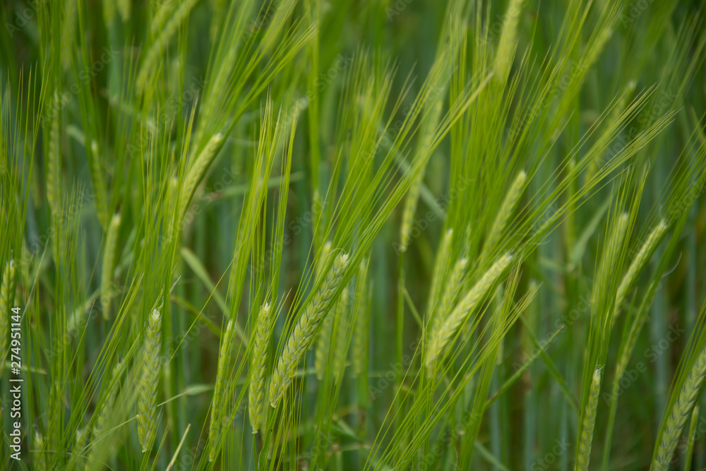 Espigas de trigo verde en primer plano Espigas de trigo verde en primer plano