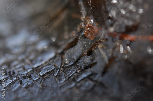 Gum  glue  hardened resin  sap from the bark on the trunk of a tree. Cracked resin. The effect of drought. Cracks  craquelure  crocodile skin. Natural abstraction.