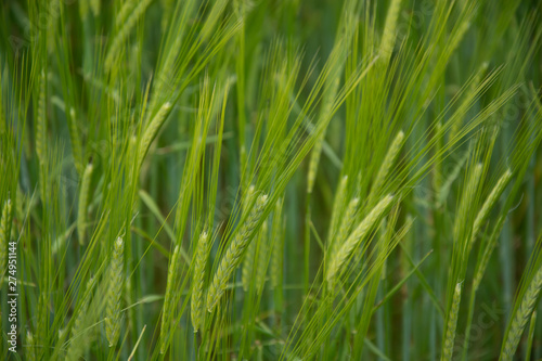 Espigas de trigo verde en primer plano