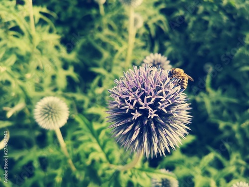 A bee is sitting on a purple flower.  Behind the scene is a dandelion.Save our nature. Fridays for future.