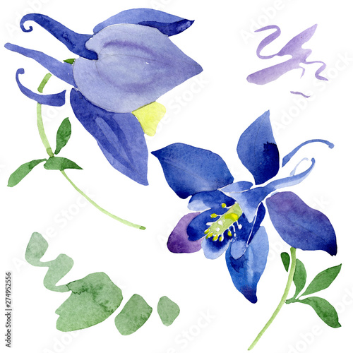 Blue aquilegia floral botanical flowers. Watercolor background set. Isolated aquileqia illustration element.
