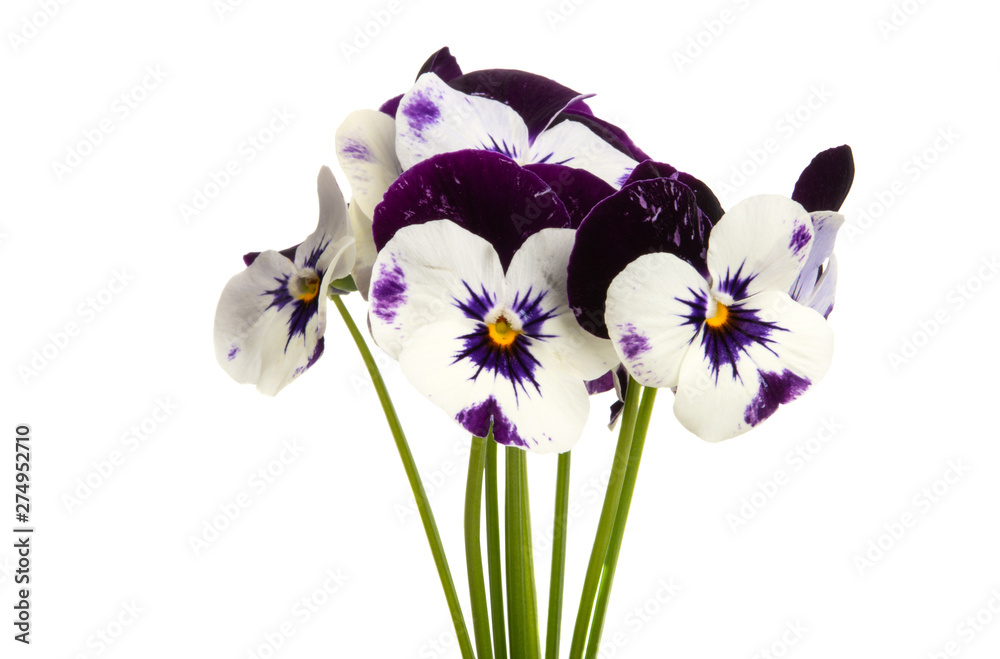 Fototapeta premium pansy flower isolated