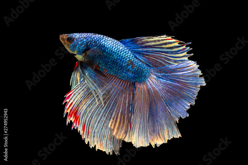 siamese betta fighting with beautiful colors on isolated black background 