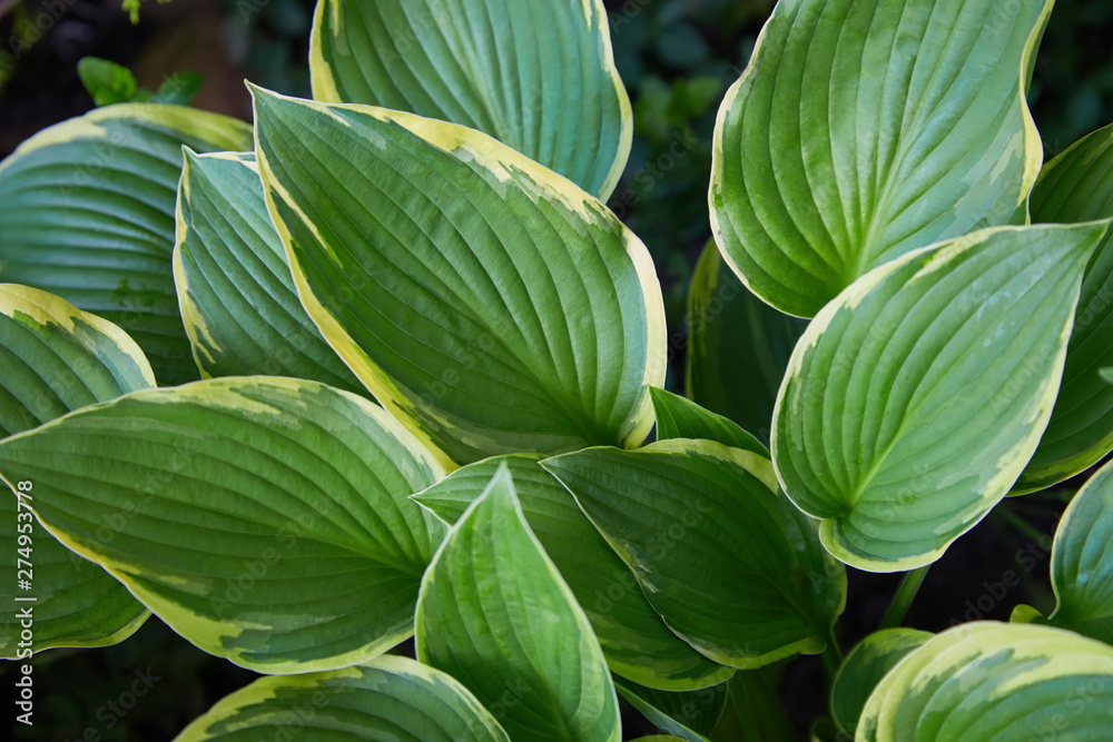Hosta Patriot plant in the garden. Closeup yellow and green leaves background. Hosta - an ornamental plant for landscaping park and garden design Hosta Patriot plant in the garden. Closeup yellow and green leaves background. Hosta - an ornamental plant for landscaping park and garden design