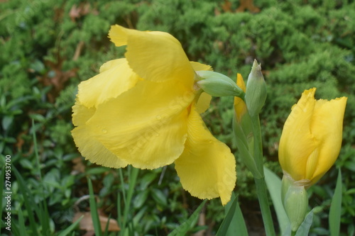 Large yellow iris blooms on a dark green background -02