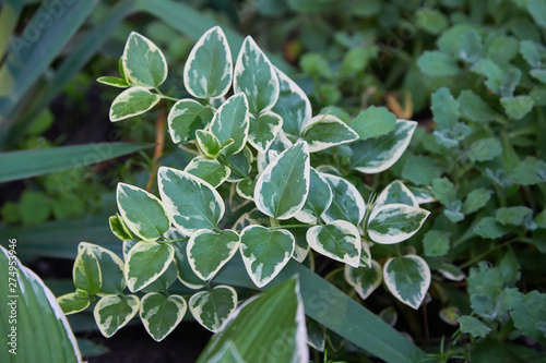 Euonymus fortunei Emerald Gaiety variegated green and white foliage shrub leaves background