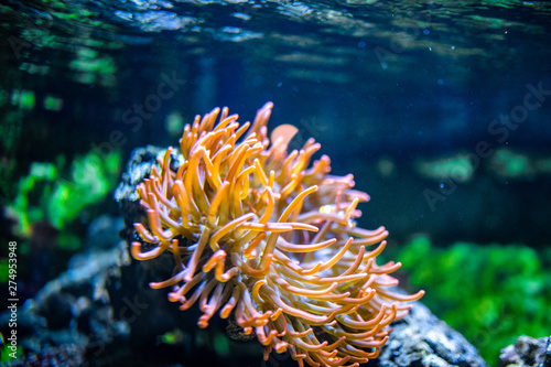 koralle anemone