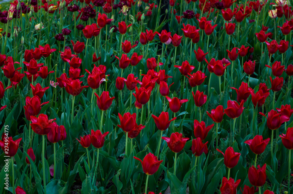 field of red tulips