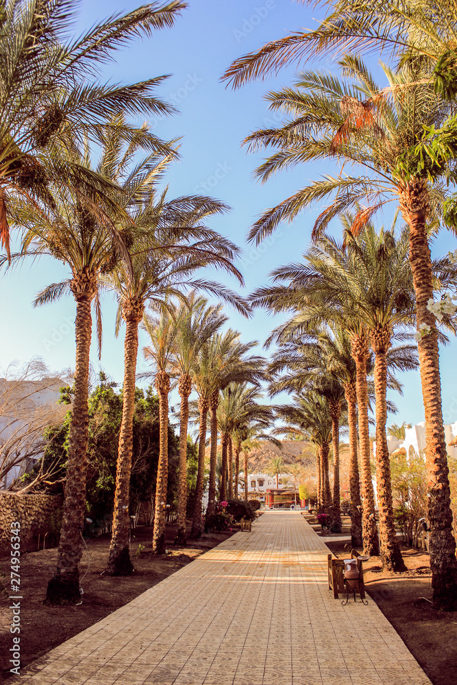 palm trees in egypt beautiful vegetation landscape