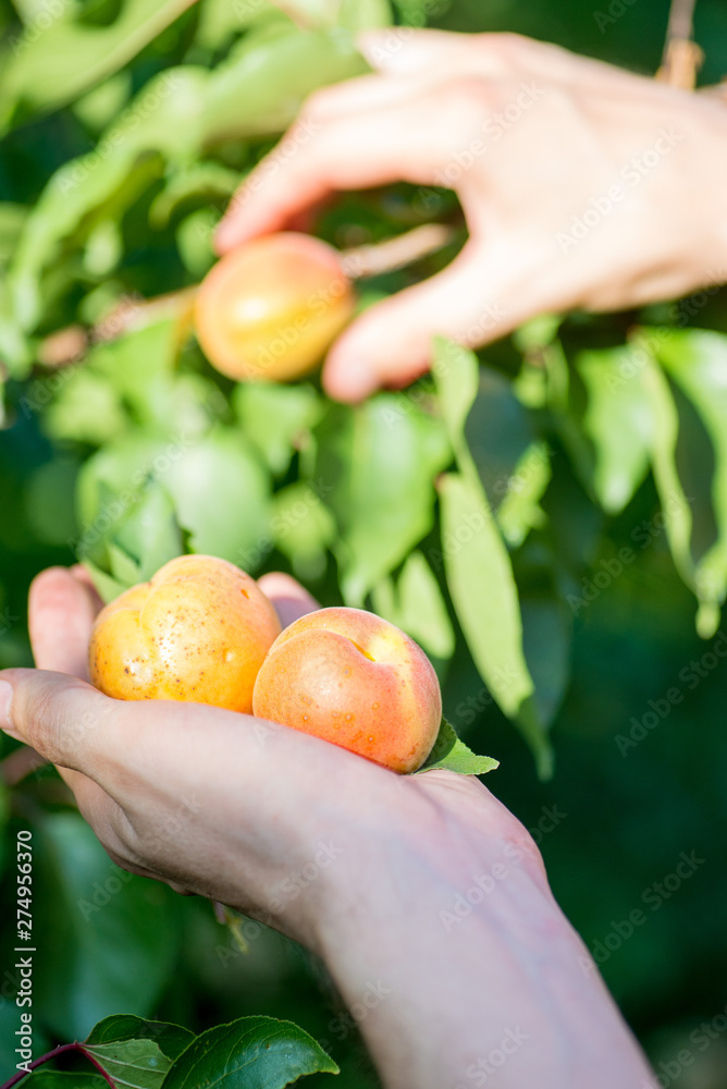 ripe apricot fruits are torn from the tree. Summer harvest ripe apricot fruits are torn from the tree. Summer harvest