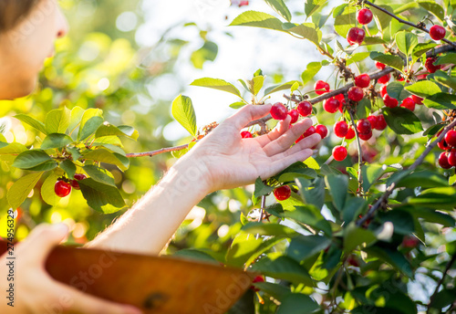 guy tears ripe red cherries from the tree to the basket. Cherry Harvest