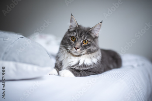 young blue tabby maine coon cat with white paws relaxing on white bed sheet next to pillows looking