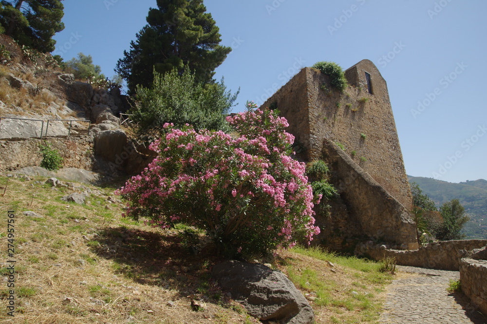 Oleander auf Sizilien in cafalü