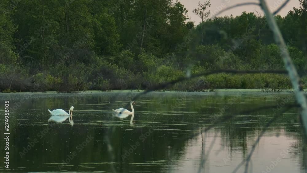 Wild swans on a quiet water surface of a forest lake Wild swans on a quiet water surface of a forest lake