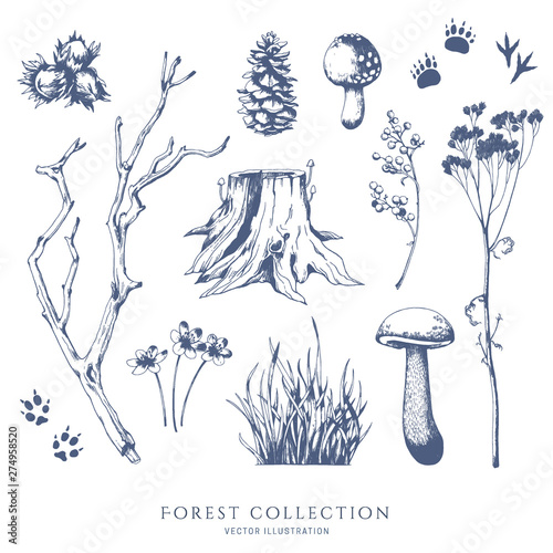 Nature hand drawn vector sketch. Collection of forest plants. Mushroom, grass, hazelnut, berries, cones, animal tracks.