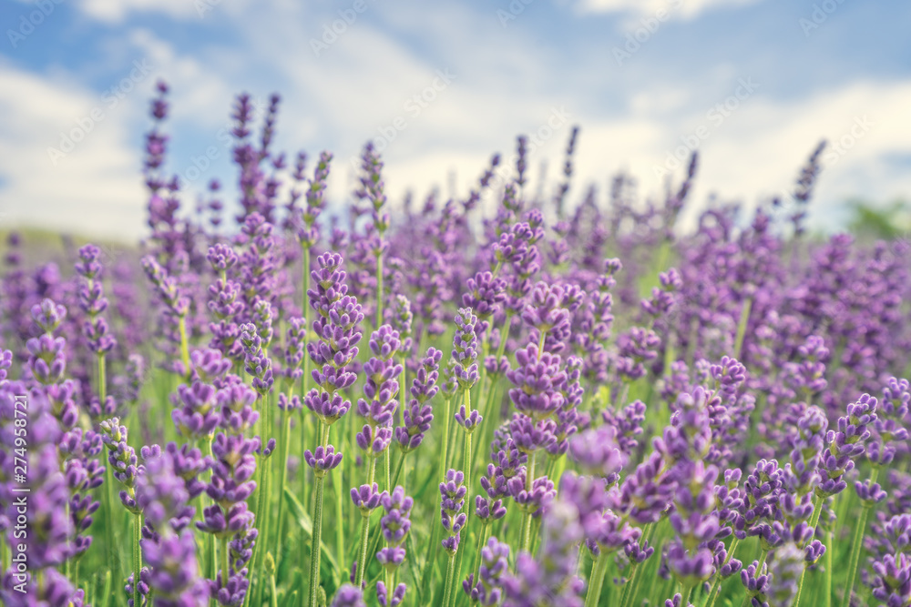 Beautiful lavender flower - obrazy, fototapety, plakaty 