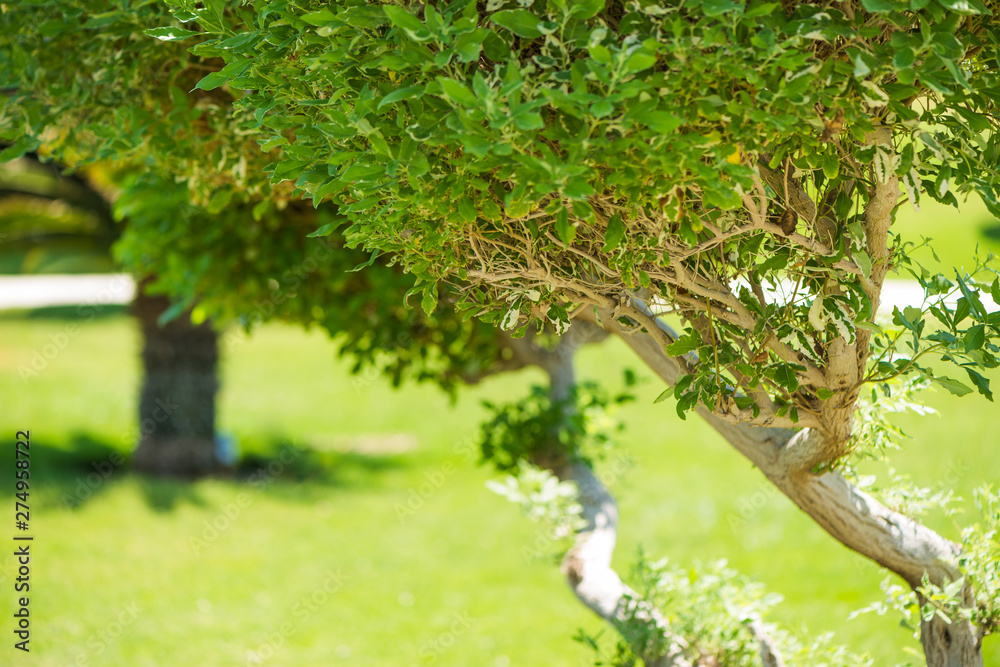 Obraz premium fresh green decorative park trees background