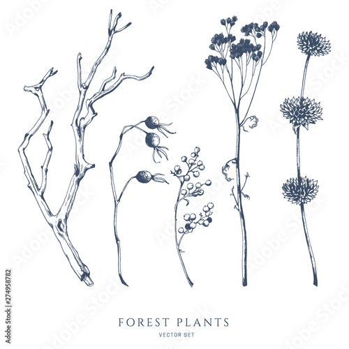 Vector collection of forest plants, berries  and tree branches. Hand drawn sketch.