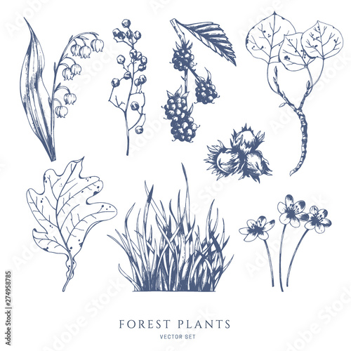 Vector collection of forest plants and berries. Lily of the valley, mulberry, berry, grass, aspen, hazelnut, oak leaf. Hand drawn sketch.