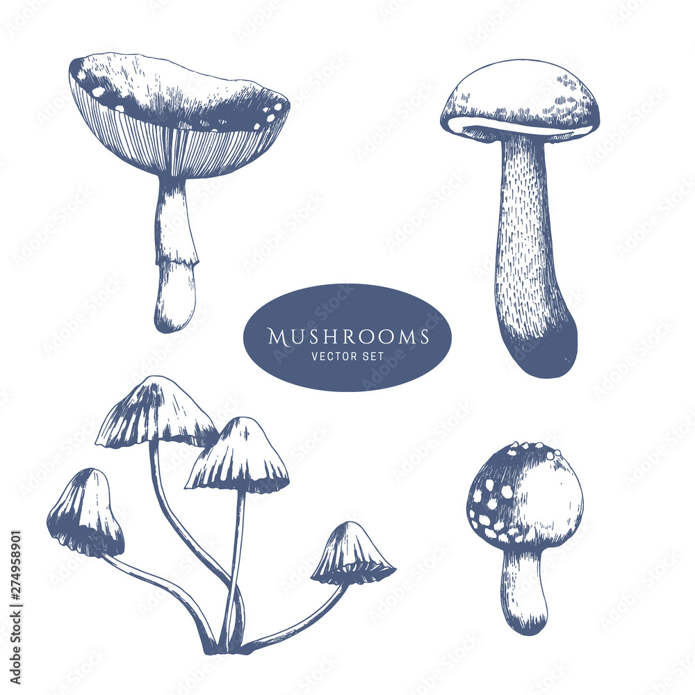 Forest mushrooms vector hand drawn illustration. Forest mushrooms vector hand drawn illustration.