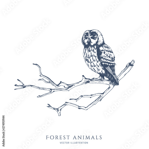 Owl sitting on a tree branch monochrome hand drawn sketch. Wildlife vector illustration. Forest bird.