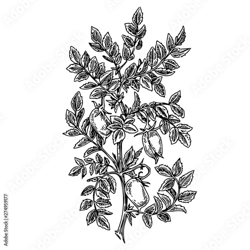 Chickpea plant . Sketch. Engraving style. Vector illustration.