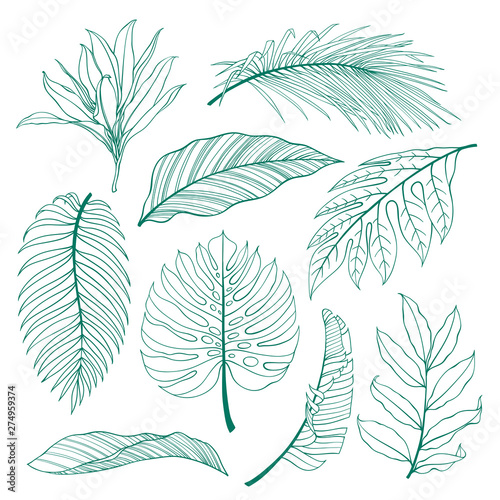 Set of tropical plants leaves. Botanical vector outline. Coconut palm, monstera, banana tree.
