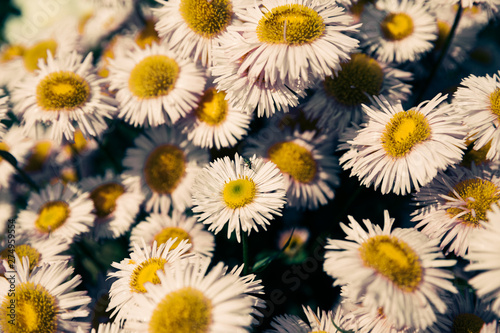 Closeup of blooming chamomile in garden  summer background