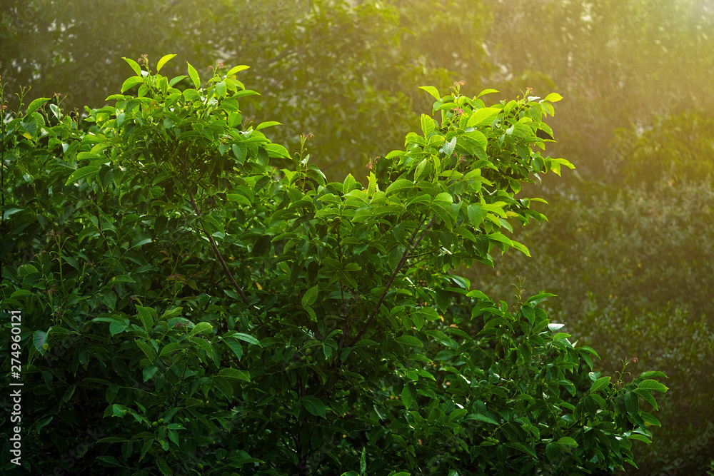 Beautiful walnut tree in sunset light. Beautiful walnut tree in sunset light.