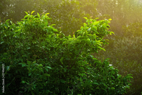 Beautiful walnut tree in sunset light.