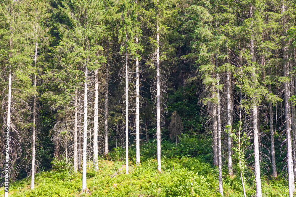 Fototapeta premium Bäume auf Hügel im Wald