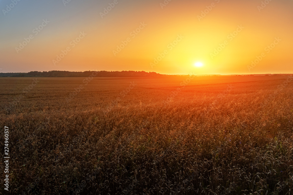 Field of ripe rye in sunset light