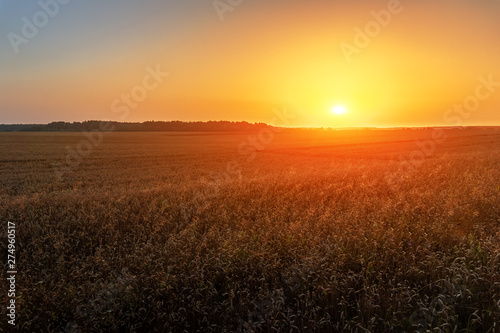 Field of ripe rye in sunset light