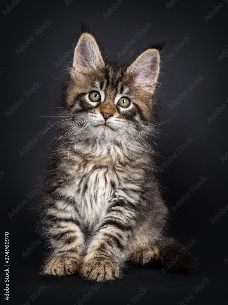 Very cute black tabby Maine Coon cat kitten, sitting straight up facing front. Looking at camera. Isolated on black background.
