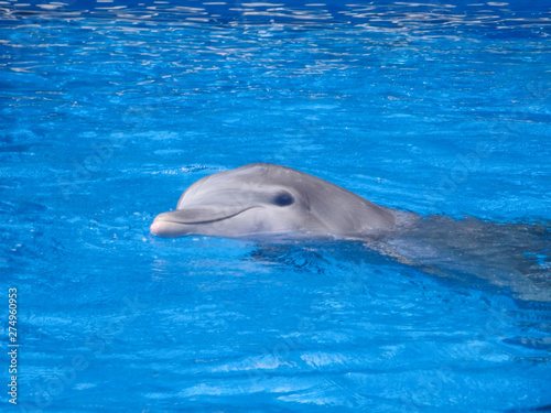 dolphin resting in water