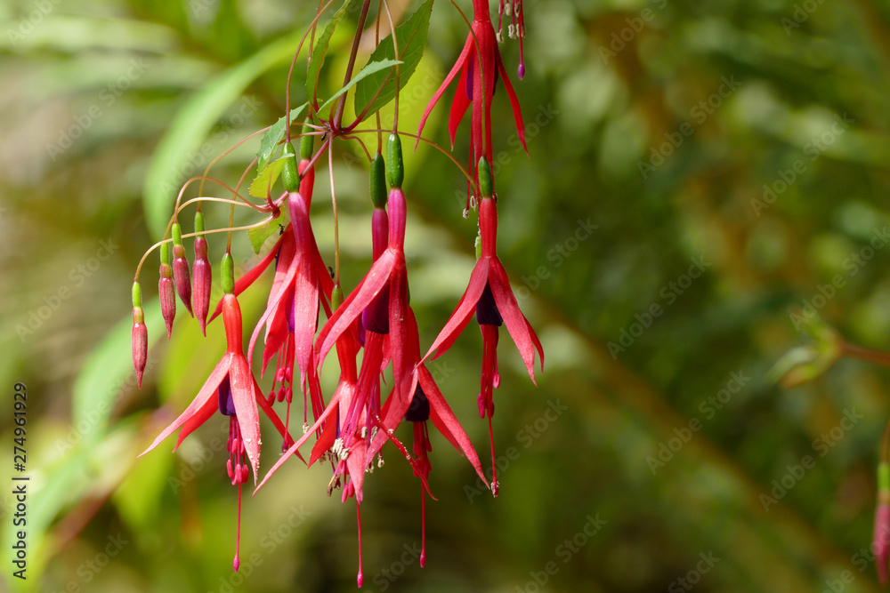 nice slim floret cultivar of fuchsia