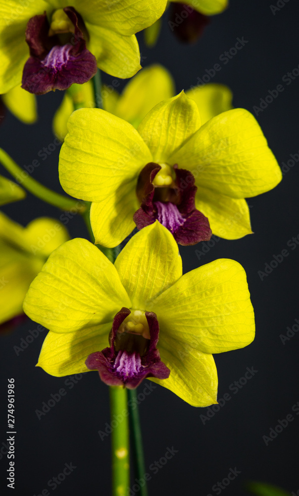 Orquideas exoticas do Brasil Stock Photo | Adobe Stock