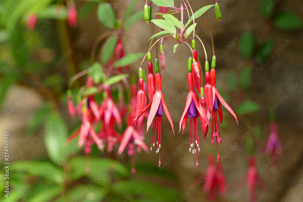 nice slim floret cultivar of fuchsia nice slim floret cultivar of fuchsia