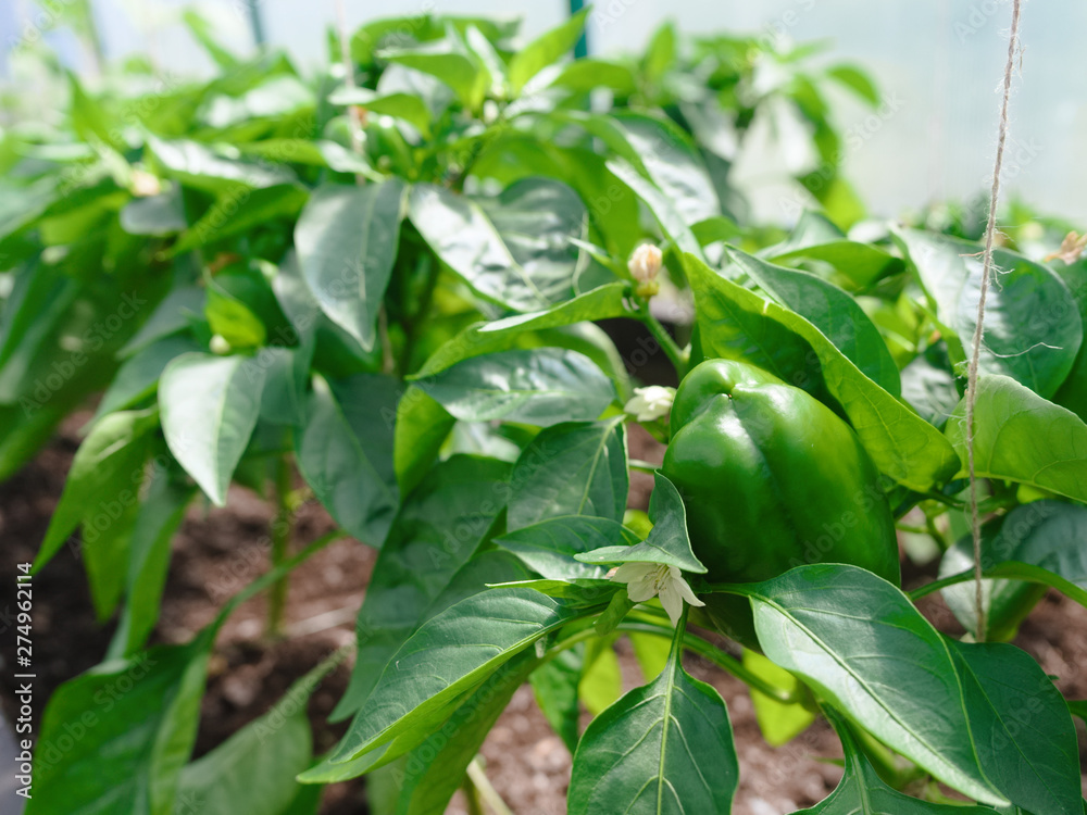 ripening of the Bulgarian pepper on bush in the greenhouse, greenhouse culture, growing non GMO food ripening of the Bulgarian pepper on bush in the greenhouse, greenhouse culture, growing non GMO food