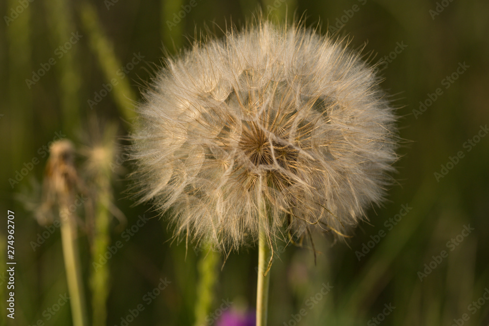 Fototapeta premium Tragopogon pratensis (common names Jack-go-to-bed-at-noon, meadow salsify, showy goat's-beard or meadow goat's-beard) is a distributed across Europe and North America.